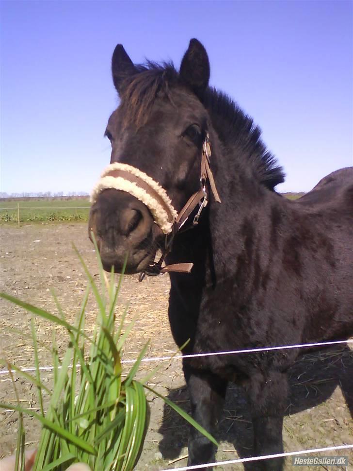 New Forest Lindholms Micky - <33 billede 8