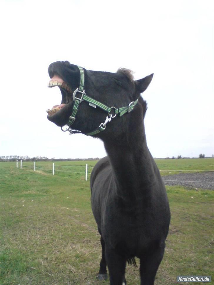 New Forest Lindholms Micky billede 9