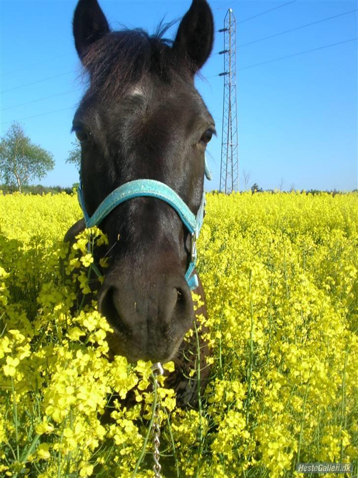 New Forest Lindholms Micky - Micky i marken. billede 10