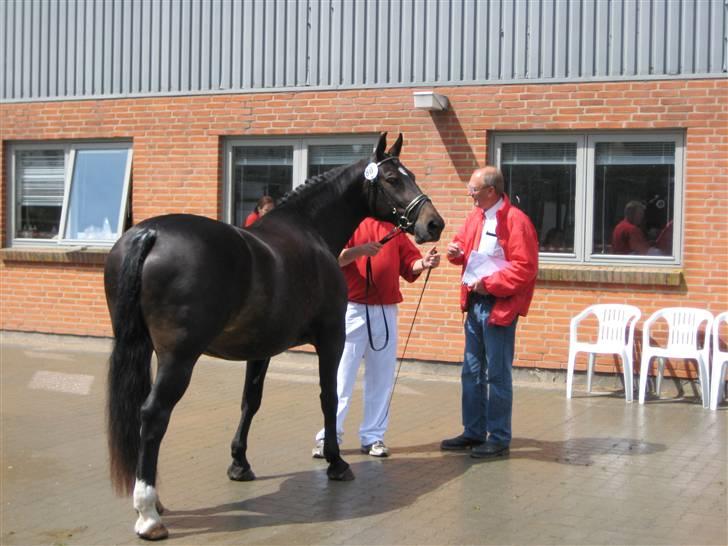 Oldenborg Lillegårdens Lea  ol 579 - Lea til kåring sommer 2009 Gråsten billede 12