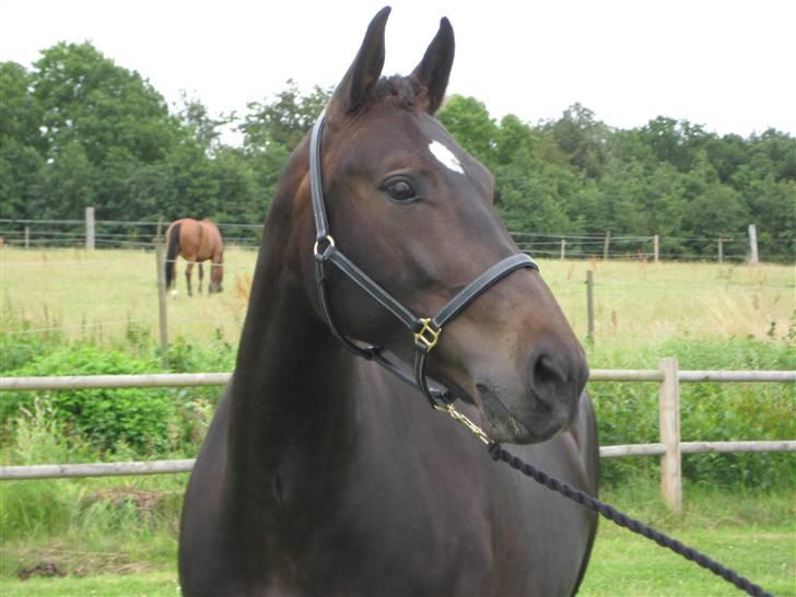 Oldenborg Lillegårdens Lea  ol 579 - Så er vi på vej hjem fra kåring 2009 gråsten "flotte krøller" billede 13