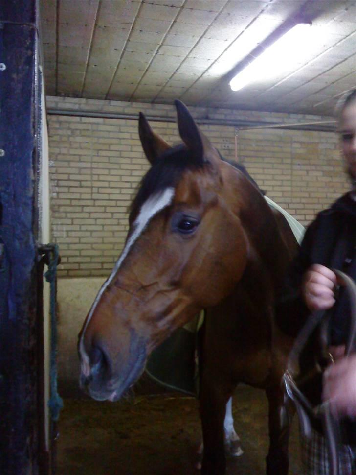 Dansk Varmblod Didier af Lilleris   (DJ) billede 12