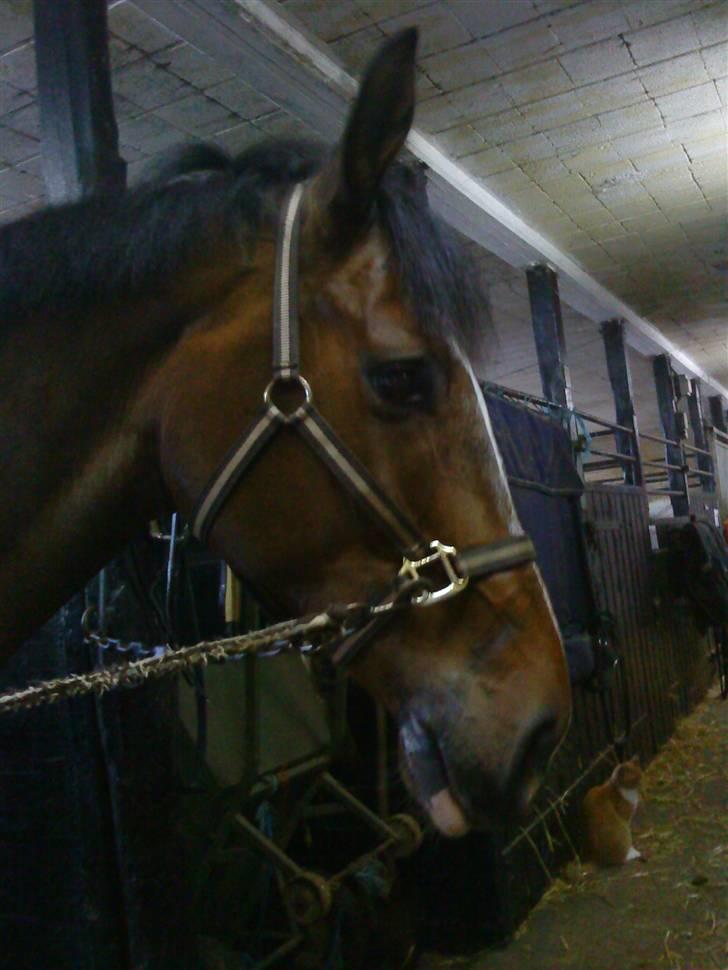 Dansk Varmblod Didier af Lilleris   (DJ) billede 13