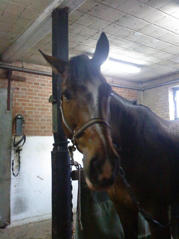 Dansk Varmblod Didier af Lilleris   (DJ) billede 14