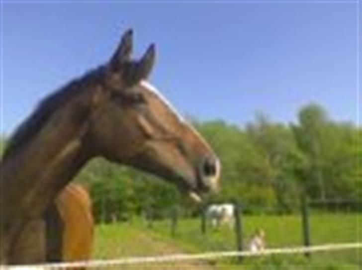 Dansk Varmblod Didier af Lilleris   (DJ) billede 15