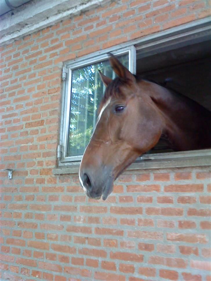 Dansk Varmblod Didier af Lilleris   (DJ) billede 16