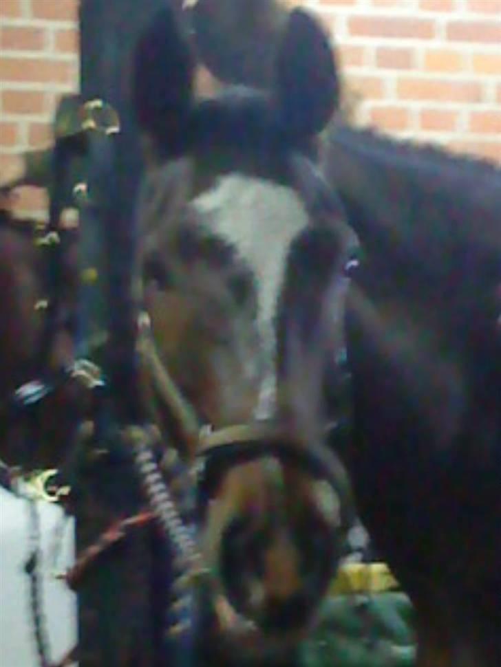 Dansk Varmblod Didier af Lilleris   (DJ) billede 17