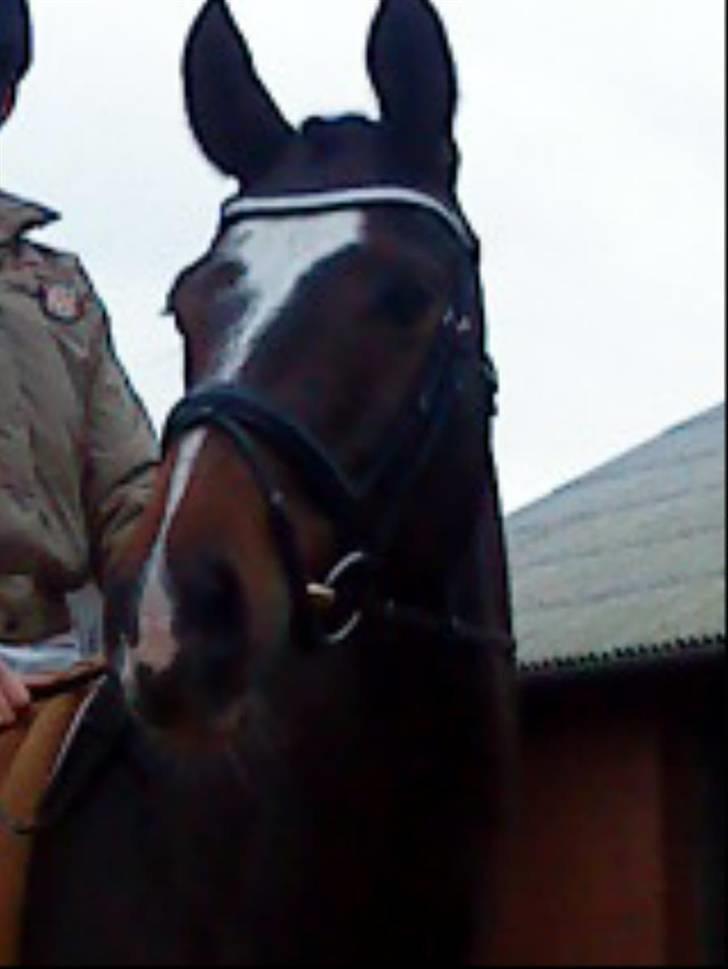 Dansk Varmblod Didier af Lilleris   (DJ) billede 18