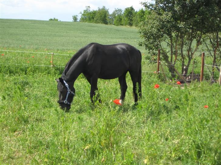 Oldenborg Frej Blæsenborg - En dejlig sommer dag på folden... billede 1