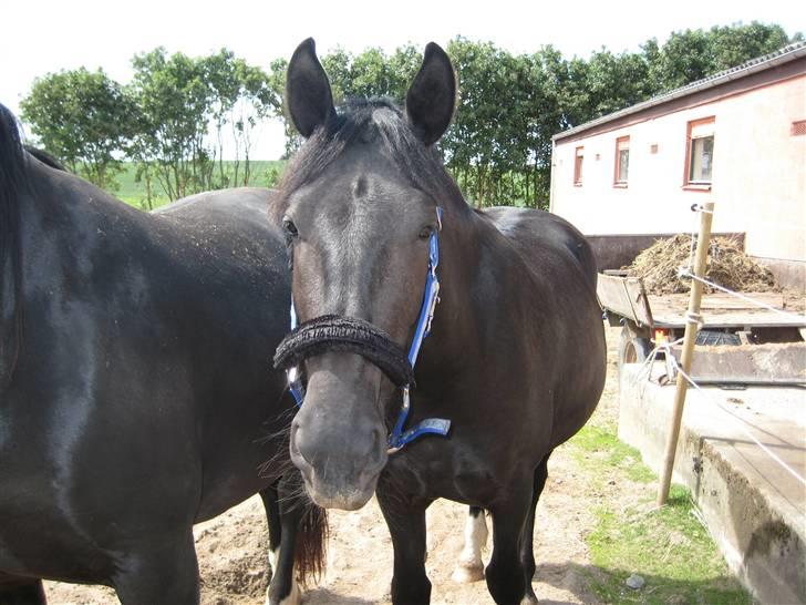 Oldenborg Frej Blæsenborg - "Hva laver du egentlig??" billede 2