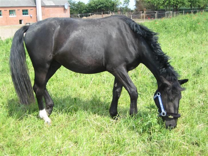 Oldenborg Frej Blæsenborg - Nam nam lækkert græs :-) billede 3