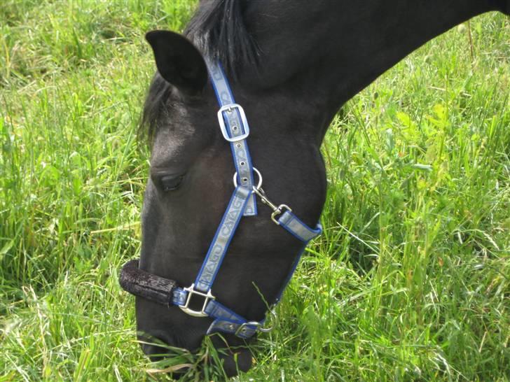 Oldenborg Frej Blæsenborg billede 4