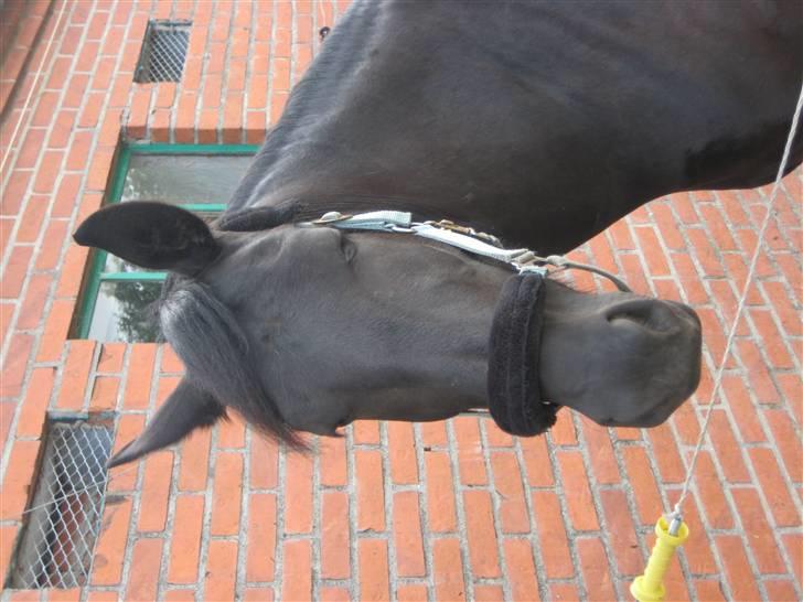 Oldenborg Frej Blæsenborg billede 5