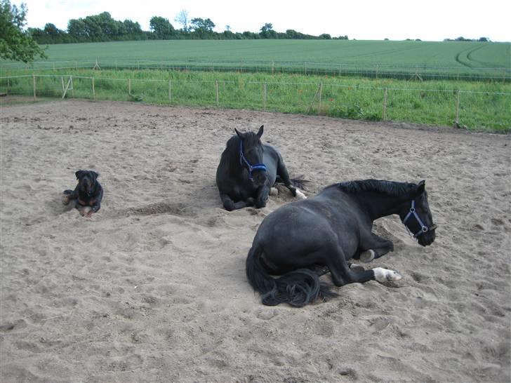 Oldenborg Frej Blæsenborg - Mor datter og hunni får en blunder :-) billede 6