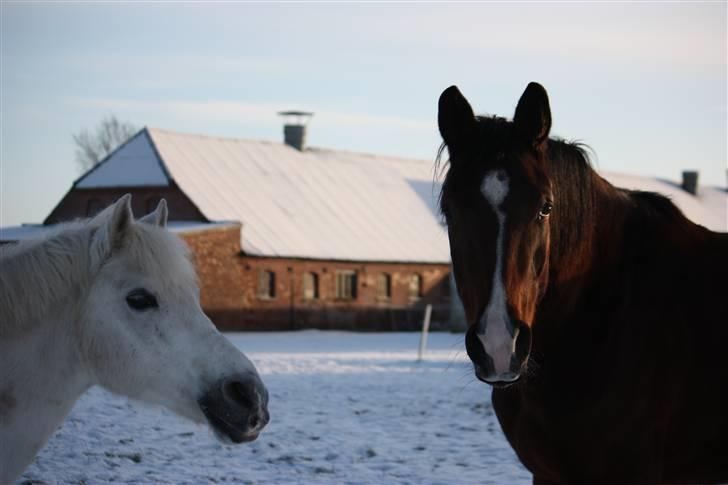 Dansk Varmblod Laparina - Snulle og Laps <3 billede 18