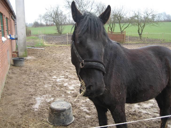 Oldenborg Frej Blæsenborg - Frej som 2.5 års "ikke verdens kønneste"  Lige på det tidspunkt.. billede 7
