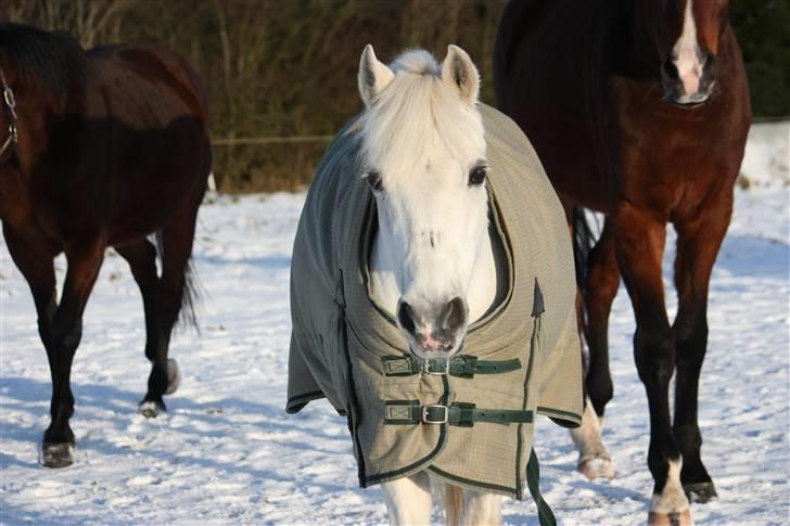 Anden særlig race Silver - SÅ! nu kommer snulle og de andre rødder så smut heller, men læg lige en BEDØMMELSE- Tak <3 billede 20