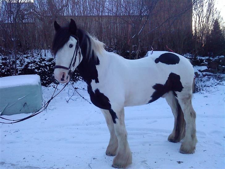 Tinker Sofus - Min Hottie <3 {;  billede 5