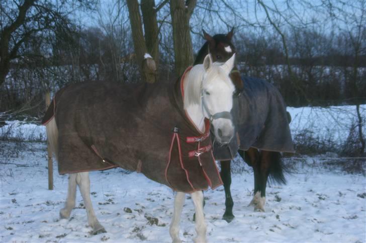 Svensk Varmblod Ellendorotea ( Elle ) - Elle og kæresten.. billede 8