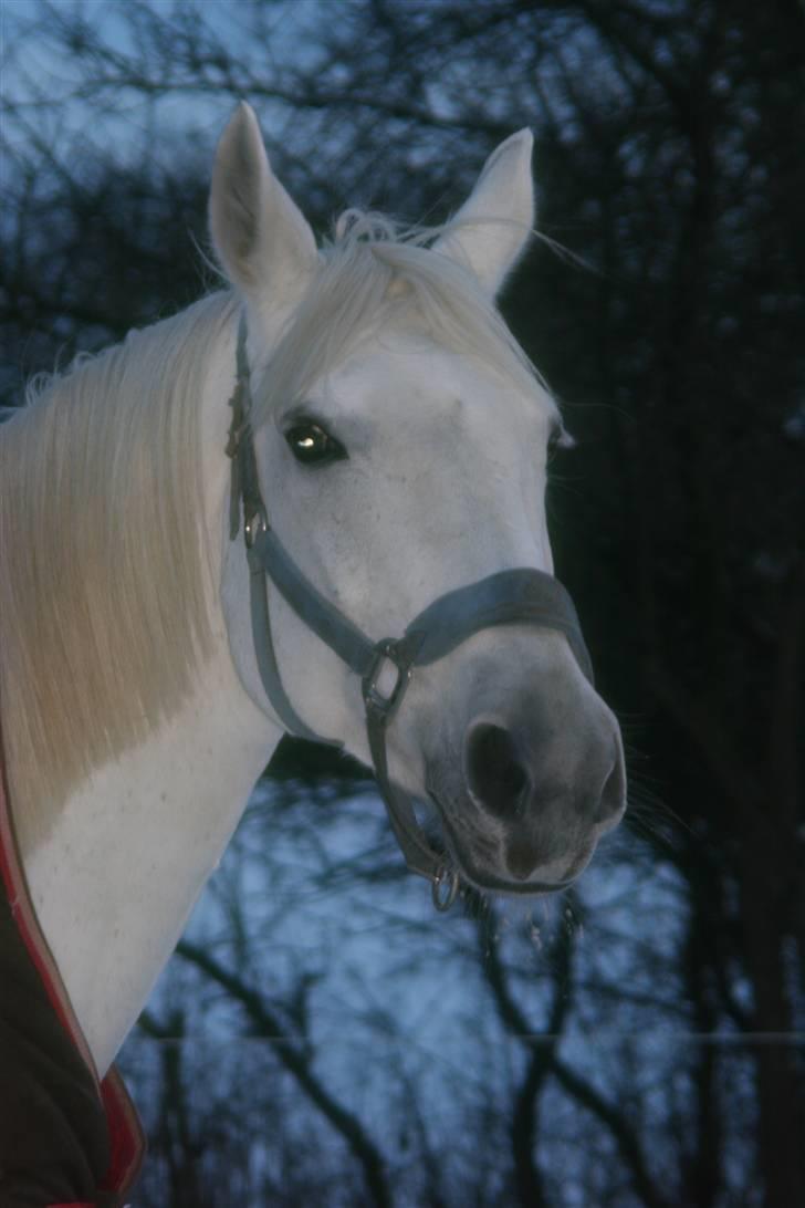 Svensk Varmblod Ellendorotea ( Elle ) billede 9