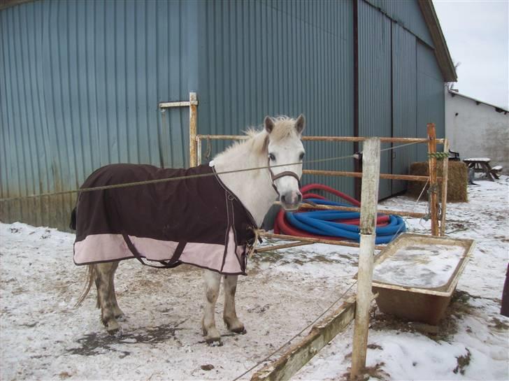 Anden særlig race bob  bytte  - billede tage den 10/1-2010 billede 8