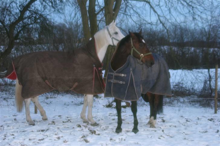 Svensk Varmblod Ellendorotea ( Elle ) billede 10