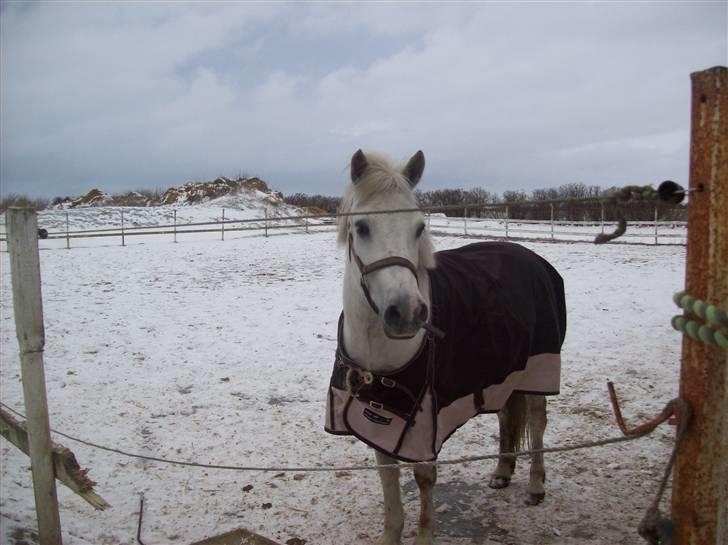 Anden særlig race bob  bytte  - billede tage den 10/1-2010 billede 9