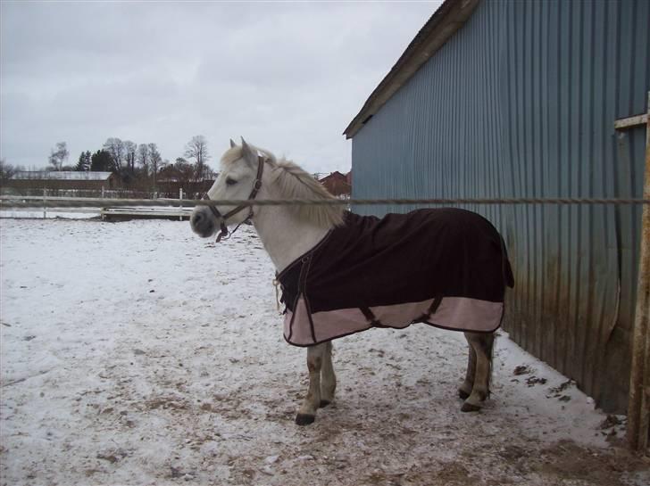 Anden særlig race bob  bytte  - billede tage den 10/1-2010 billede 10