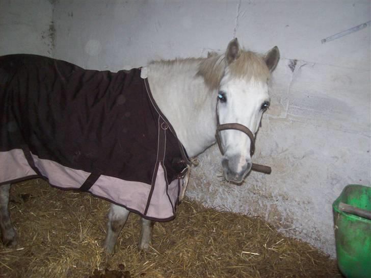 Anden særlig race bob  bytte  - billede tage den 10/1-2010 billede 11