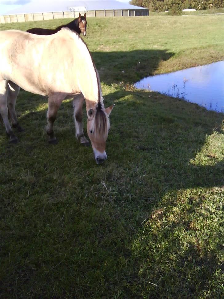 Fjordhest Freja (Smukke) Solgt! - Smukke nede på tredjehaven ;) billede 17