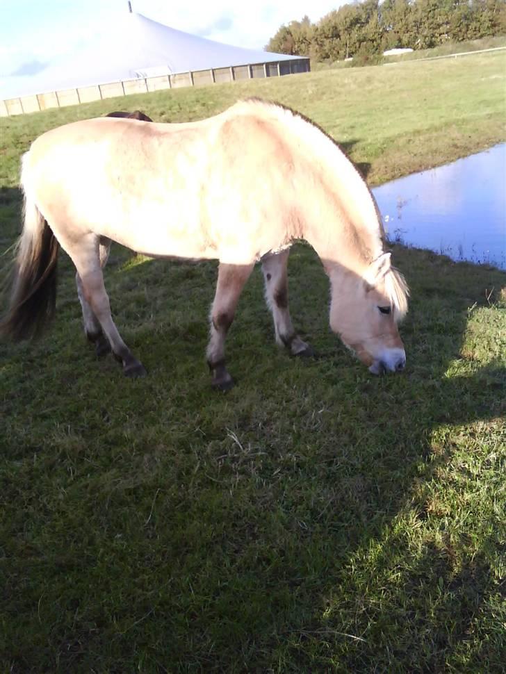 Fjordhest Freja (Smukke) Solgt! - Smukke nede på tredjehaven igen  ;) billede 18