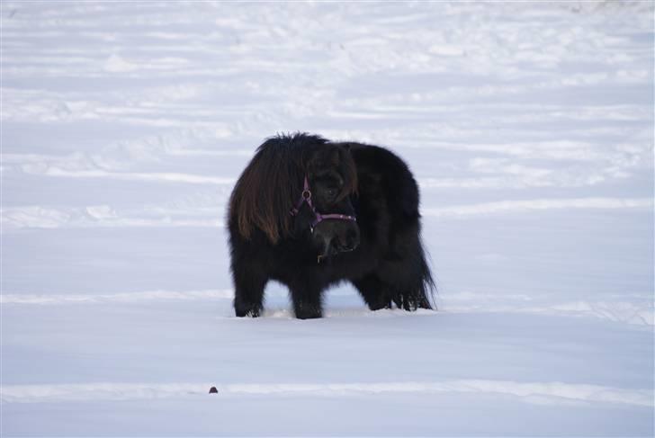 Shetlænder Frk. Fie - plantet dybt i sneen billede 16
