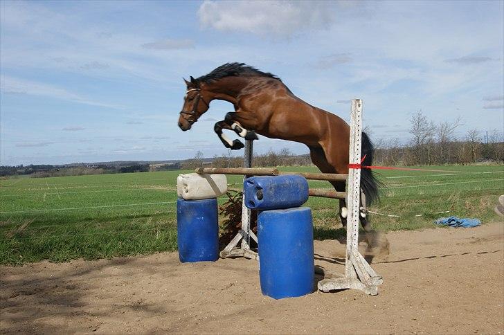 Dansk Varmblod Gørklintgårds Sandor - Sandor under løsspringning - 5-års billede 18