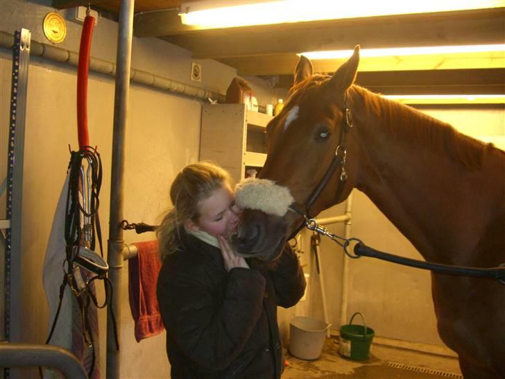 Dansk Varmblod Sion Lightfoot<3 - elsker dig mindreng <3 billede 4