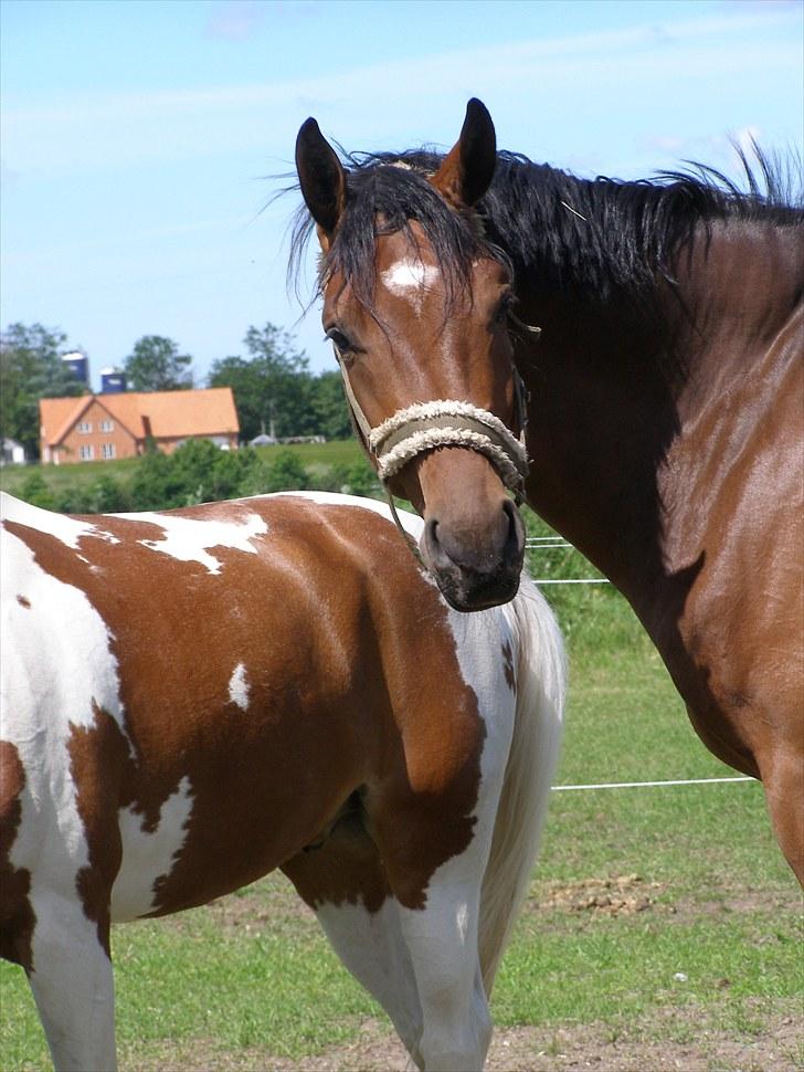 Dansk Varmblod Gørklintgårds Sandor billede 6