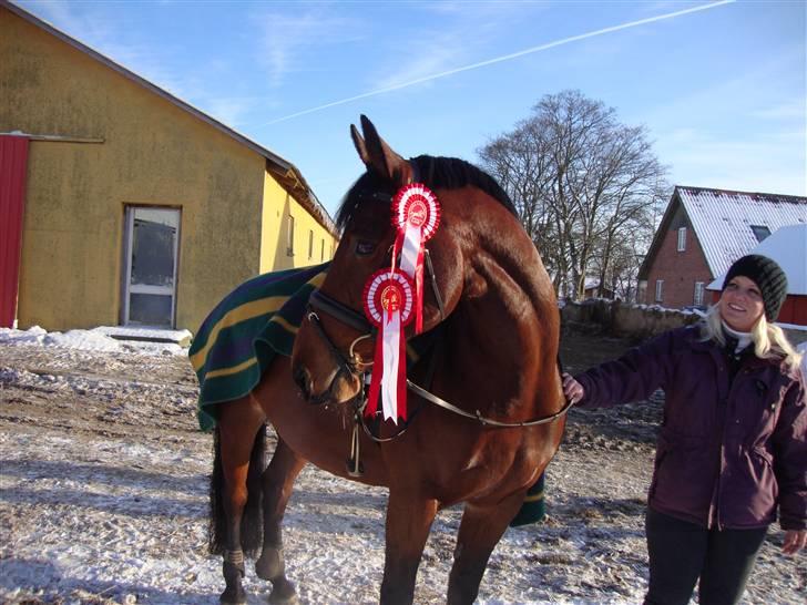 Anden særlig race Chili "Himmelhest" billede 19
