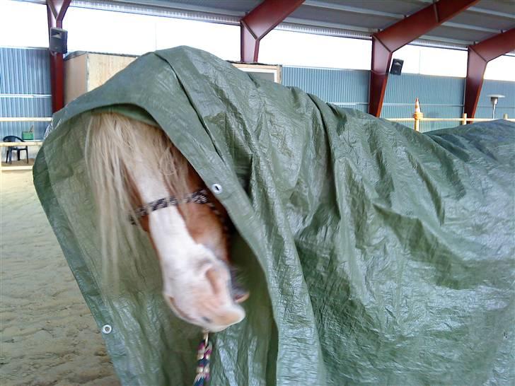 Haflinger SternPrinz - Træning:) billede 13