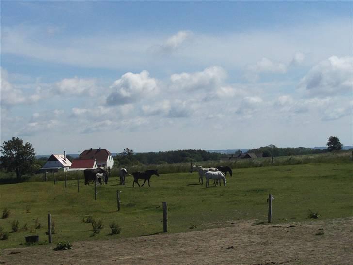 Anden særlig race Miss dulle - dullen med sine venner på folden :-)  billede 7