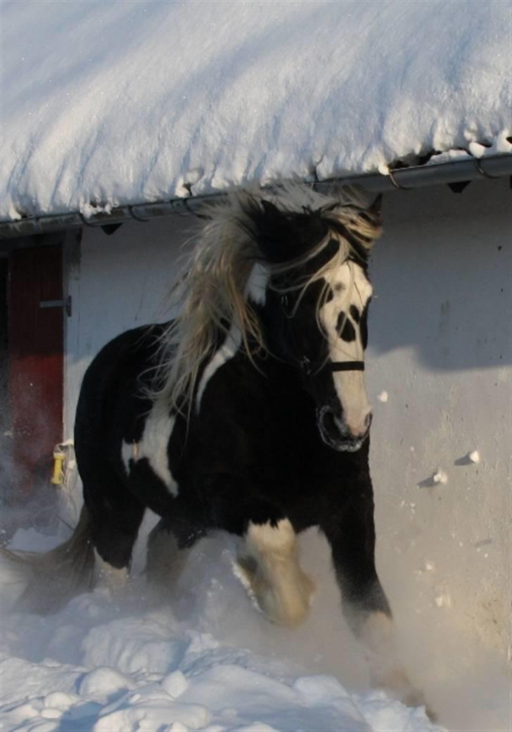 Tinker Guldagers sir Gallahad billede 10