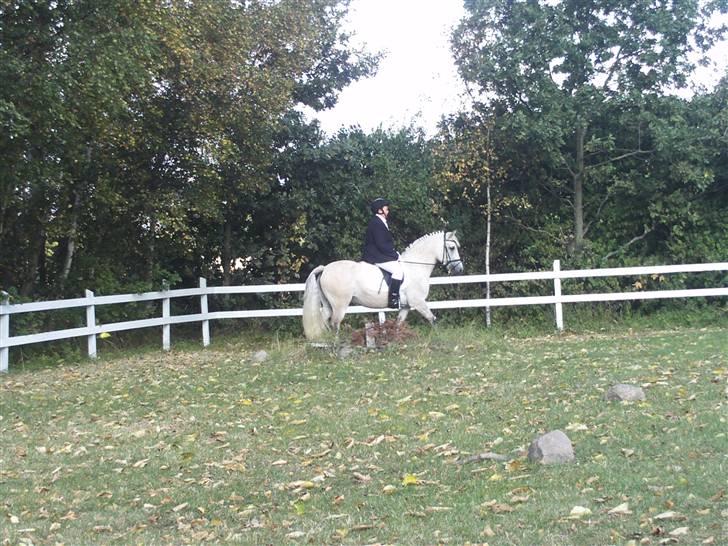 Anden særlig race Miss dulle billede 12