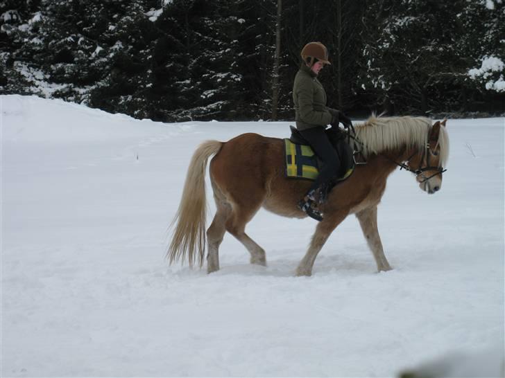 Haflinger kogle solgt billede 17