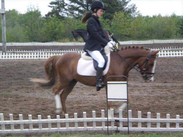 Anden særlig race Prettyboy Findus (LÅNTE)  - Stævne på skønheden ;) billede 4