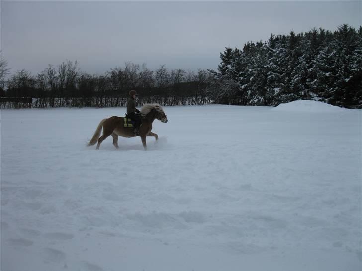 Haflinger kogle solgt billede 18