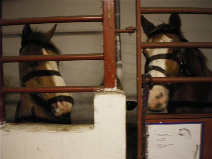 Anden særlig race Prettyboy Findus (LÅNTE)  - Findus til venster og en pony der ligner han rigtig meget ved siden af ! (: billede 6