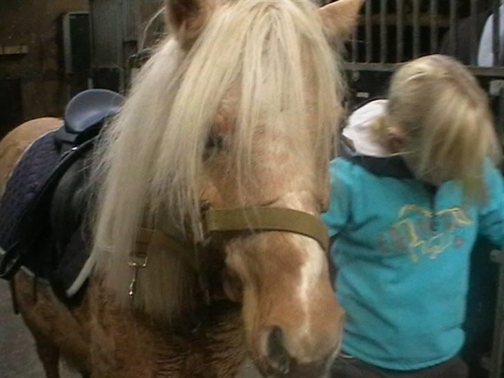 Anden særlig race magic dream  X-part - nusse nusse  billede 14