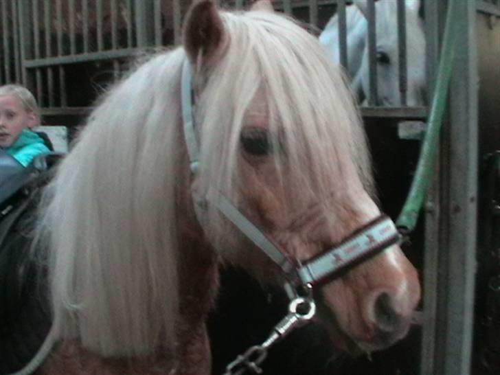 Anden særlig race magic dream  X-part - jeg ordner magic billede 15