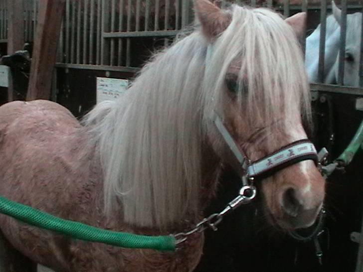 Anden særlig race magic dream  X-part - smukke smukke du  billede 16