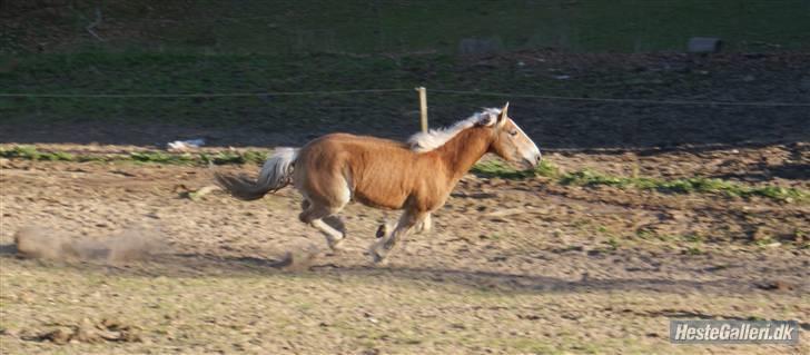 Haflinger Stabejs Dybdal<33 - Stabejs i fuld galop<33:foto sophie billede 2