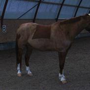 Anden særlig race emdegårdens Zairo "solgt"