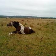 Anden særlig race Hesteklewa Jupitor*SOLGT*